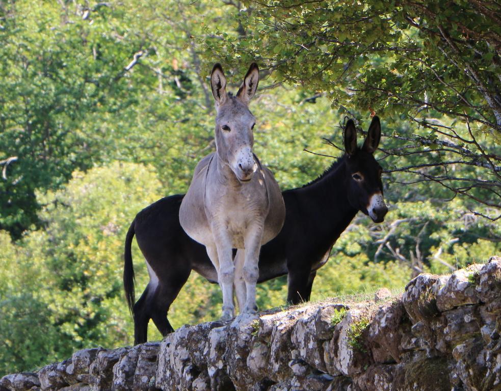 Domaine De Chabanet Villa พริวาส ภายนอก รูปภาพ